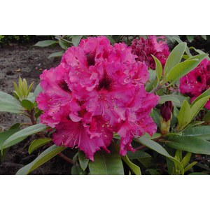   Rhododendron 'Marie Fortier'  C 5 40+
