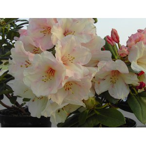   Rhododendron 'Virginia Richards'  C5 40/