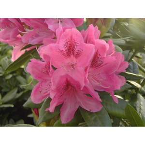   Rhododendron 'Cosmopolitan'  C7.5 50/