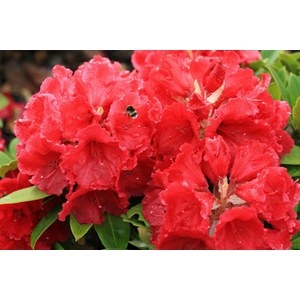   Rhododendron 'Red Jack'  C7.5 50/