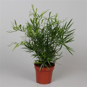   Asparagus falcatus  Pot de 12 cm h30