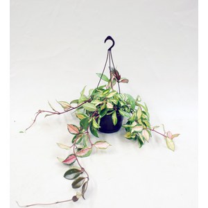   Hoya carnosa 'Tricolor'  Suspension 14 cm h30