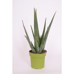   Aloe vera  pot 12 cm
