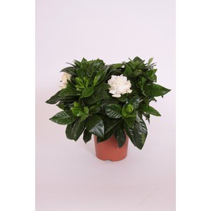  Gardenia jasminoides  Pot de 13 cm, h25