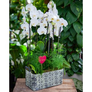 Schilliger Production  Confection d'orchidée  Hauteur composition : 65cm, pot : 28x15cm