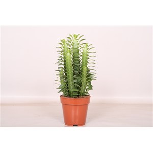   Euphorbia trigona  Pot 12 cm