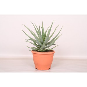   Aloe arborescens  Pot 17 25