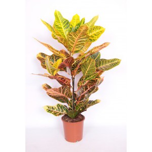   Codiaeum variegatum 'Excellent'  Pot de 17 cm h65