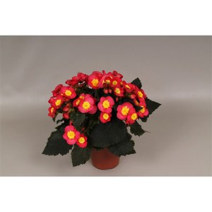   Begonia 'Valentino'  Pot 14 cm