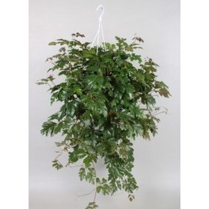   Cissus rhombifolia 'Ellen Danica'  Suspension 17 cm h60