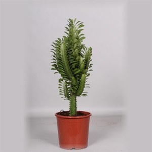  Euphorbia trigona  Pot 17 cm h55
