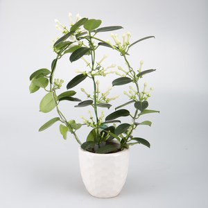   Stephanotis floribunda  Pot 12 cm / 9-10 fleurs