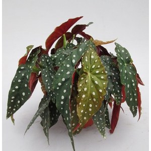   Begonia maculata  Pot de 14 cm h50