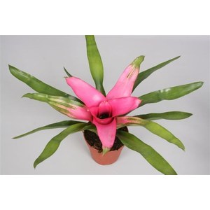   Neoregelia 'Pink Sensation'  Pot 12 cm h30