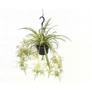   Chlorophytum comosum 'Variegata'  Suspension 14 cm h25