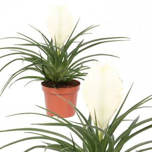  Tillandsia 'Biancini' blanc  Pot de 9 cm h25