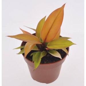   Philodendron 'Red Sun'  Pot 12 cm h25