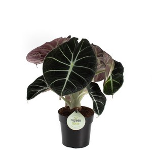   Alocasia 'Black Velvet'  Pot 11 cm