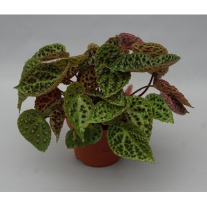   Begonia ferox 'Magic Colors'  Pot de 13 cm h25
