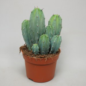   Myrtillocactus geometrizans  Pot 10.5 cm