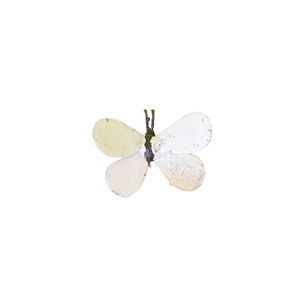 Schilliger Sélection  Papillon Blanc  10cm