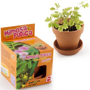   Mimosa Pudica  8x8x10cm pot 8cm