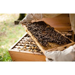 Apiculture