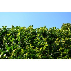 Buxus