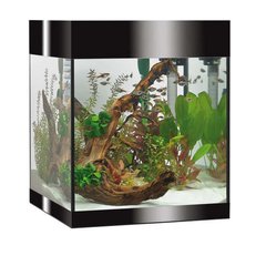   Aquarium Askoll Pure M noir Noir 34x34.5x36.5cm