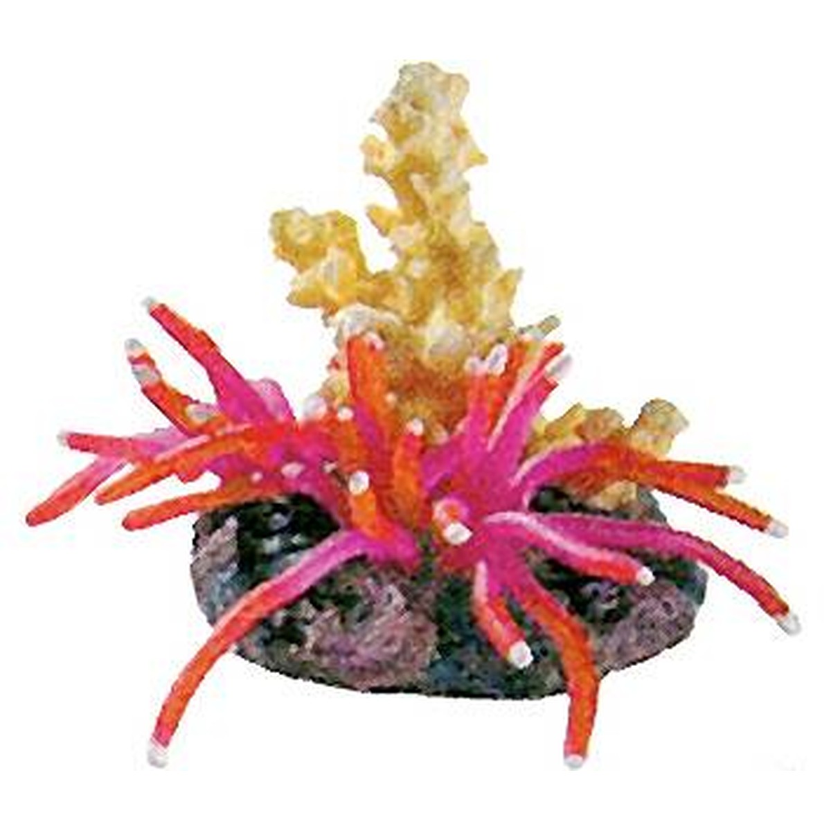   Ocean-Nature. Anemone-Polyp. 11x8x10cm  11x8x10cm