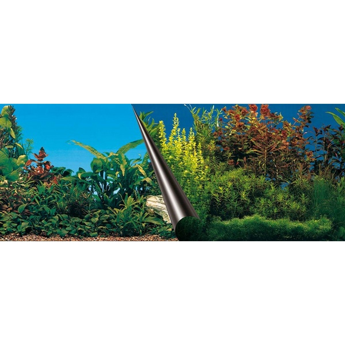   Poster fond d'aquarium Beauty? 120x50 Sans couleur 120x50