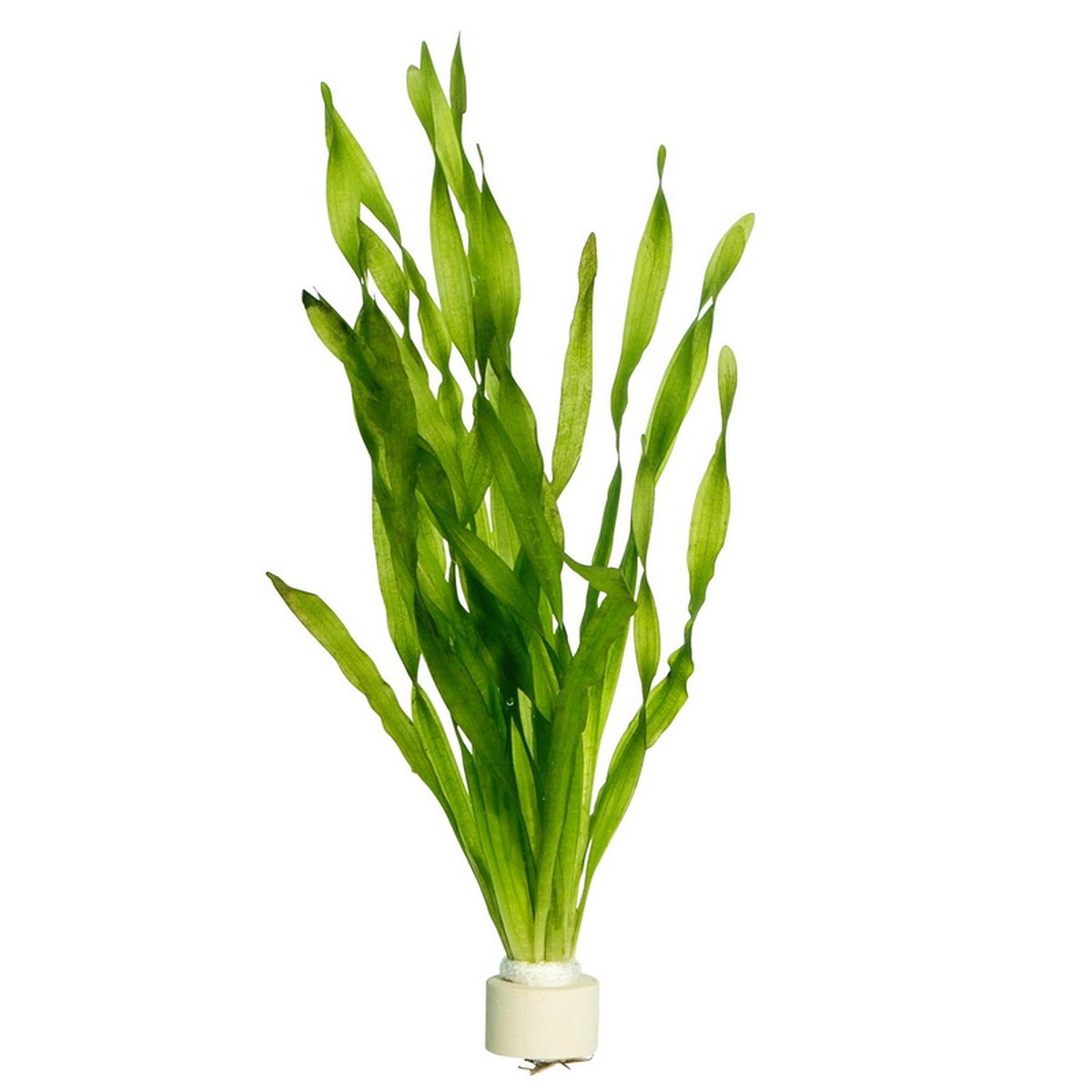 Tropica Aquarium Plants  Vallisneria Asiatica Sans couleur 