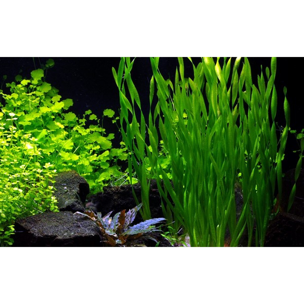 Tropica Aquarium Plants  Vallisneria Asiatica Sans couleur 