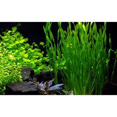 Tropica Aquarium Plants  Vallisneria Asiatica Sans couleur 