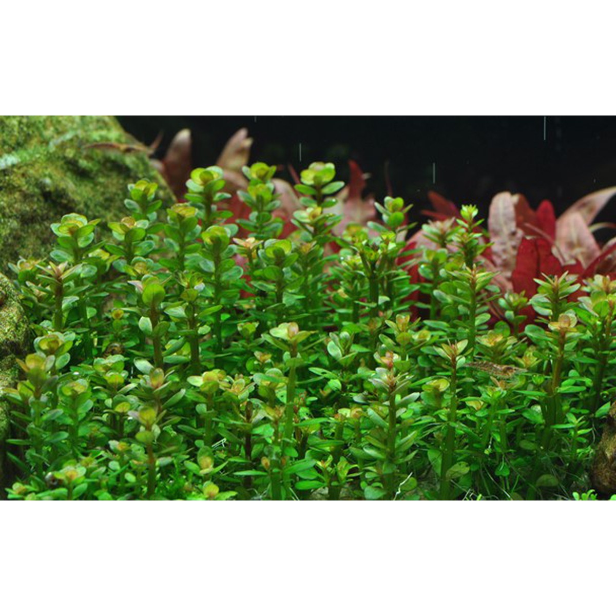 Tropica Aquarium Plants  Rotala bonsai  