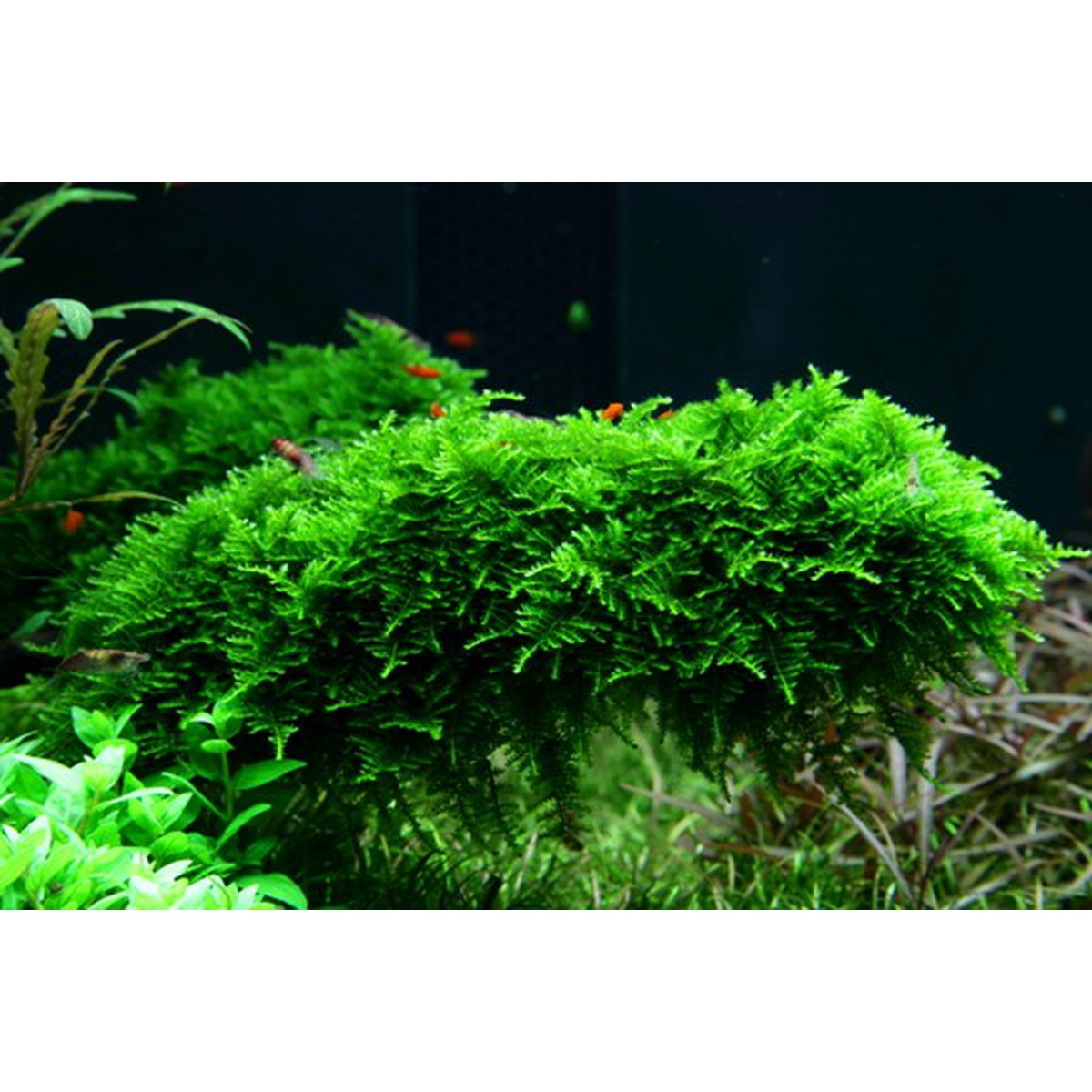 Tropica Aquarium Plants  Vesicularia dubyana Christmas  