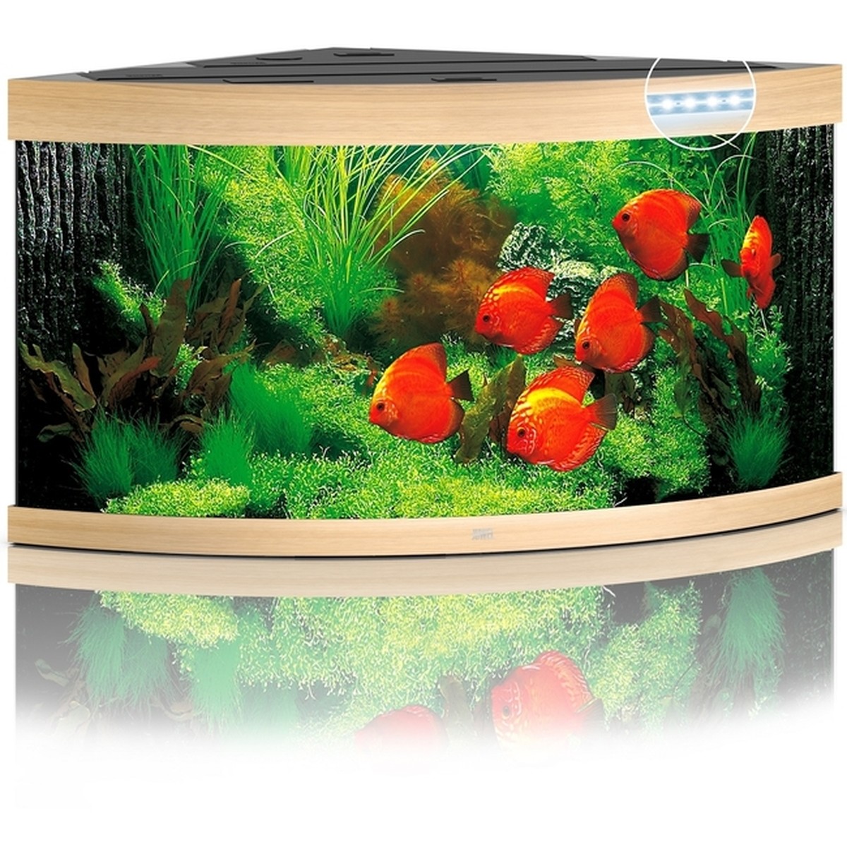 Juwel Trigon Juwel Aquarium trigon 350 LED, chêne clair Sans couleur 