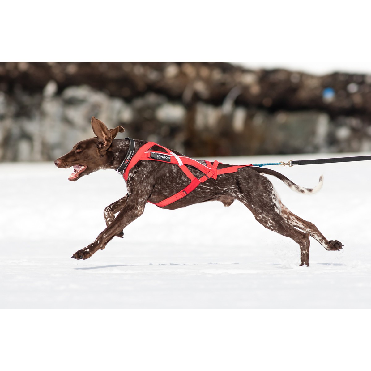 Non-Stop dogwear Combined Harnais Combined T5 Rouge vif T5