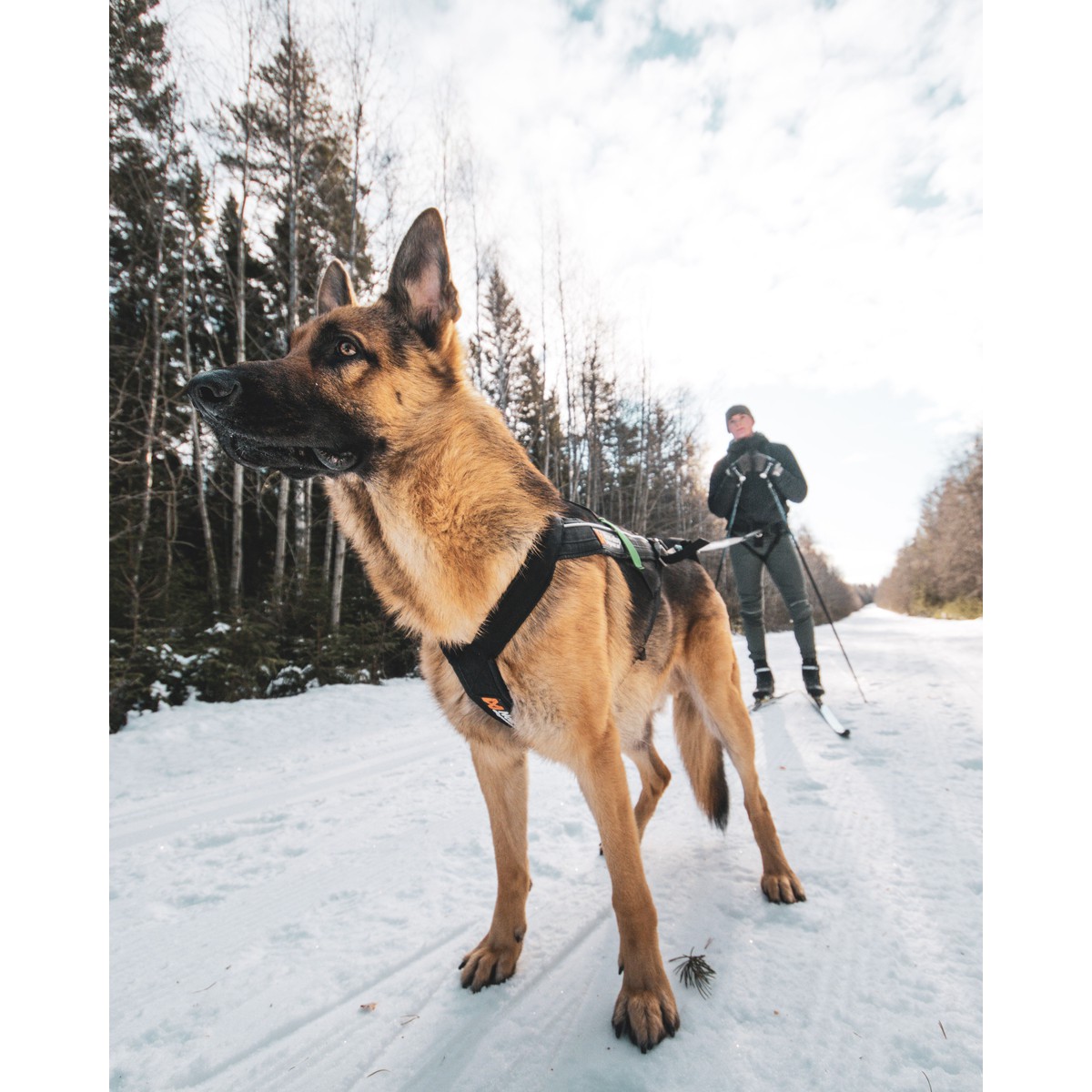 Non-Stop dogwear Freemotion Harnais Freemotion T4 Noir T4