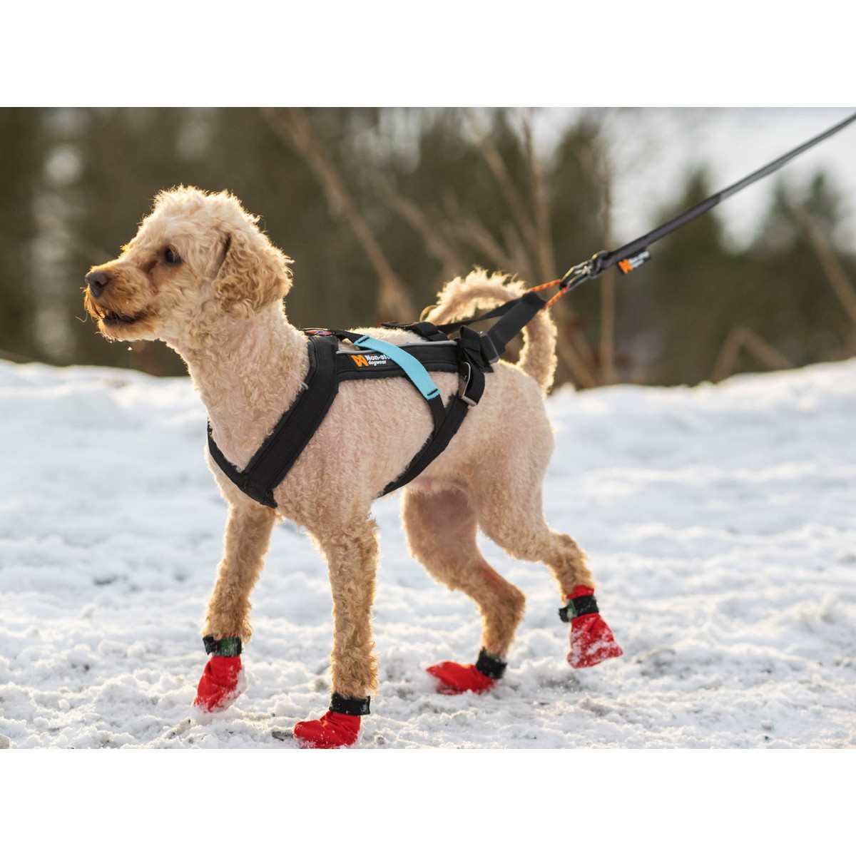 Non-Stop dogwear Freemotion Harnais Freemotion T4 Noir T4
