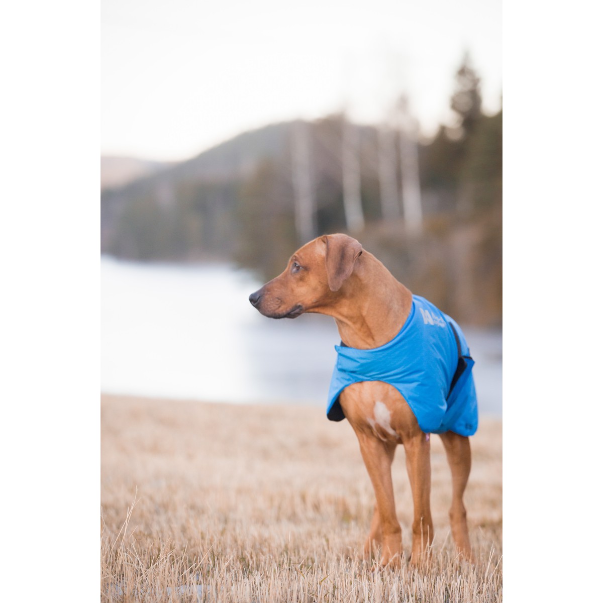 Non-Stop dogwear Blest Manteau Blest Jacket XL Bleu azur foncé XL