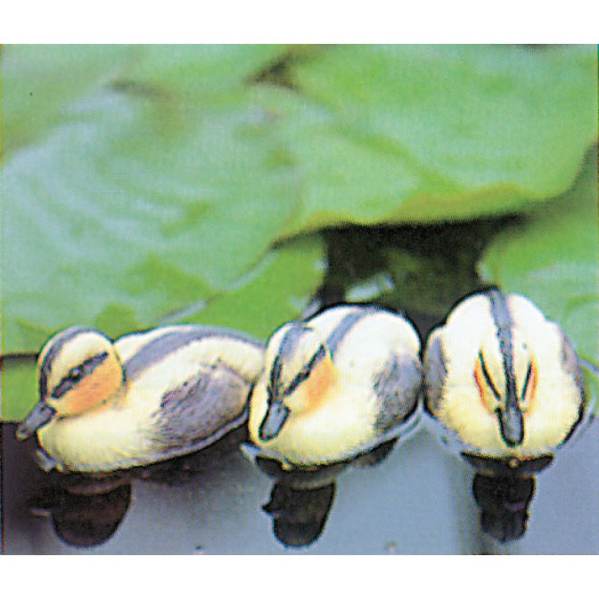  Ubbink Caneton  6x12x7cm