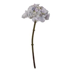 Schilliger Sélection  Hortensia sans feuilles petit Bleu ciel 44cm