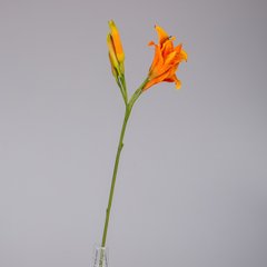 Schilliger Sélection  Amaryllis petites fleurs Orange 75cm
