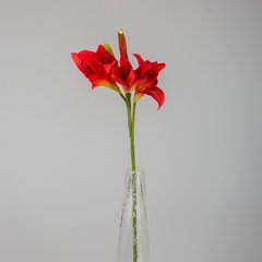 Schilliger Sélection  Amaryllis petites fleurs Rouge cerise 75cm