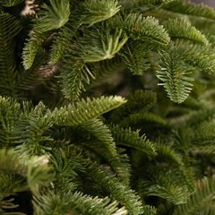 Schilliger Design Zermatt Sapin de Noël Zermatt vert Sans couleur Ø142cm x H210cm