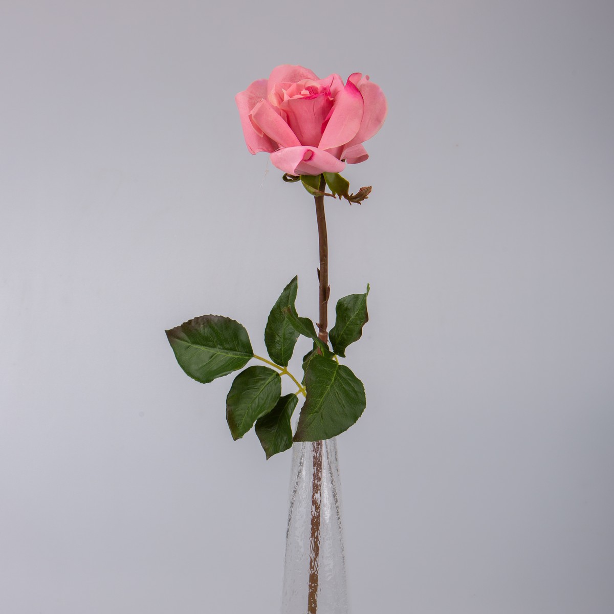   Rose de jardin Rouge rose thé 53cm