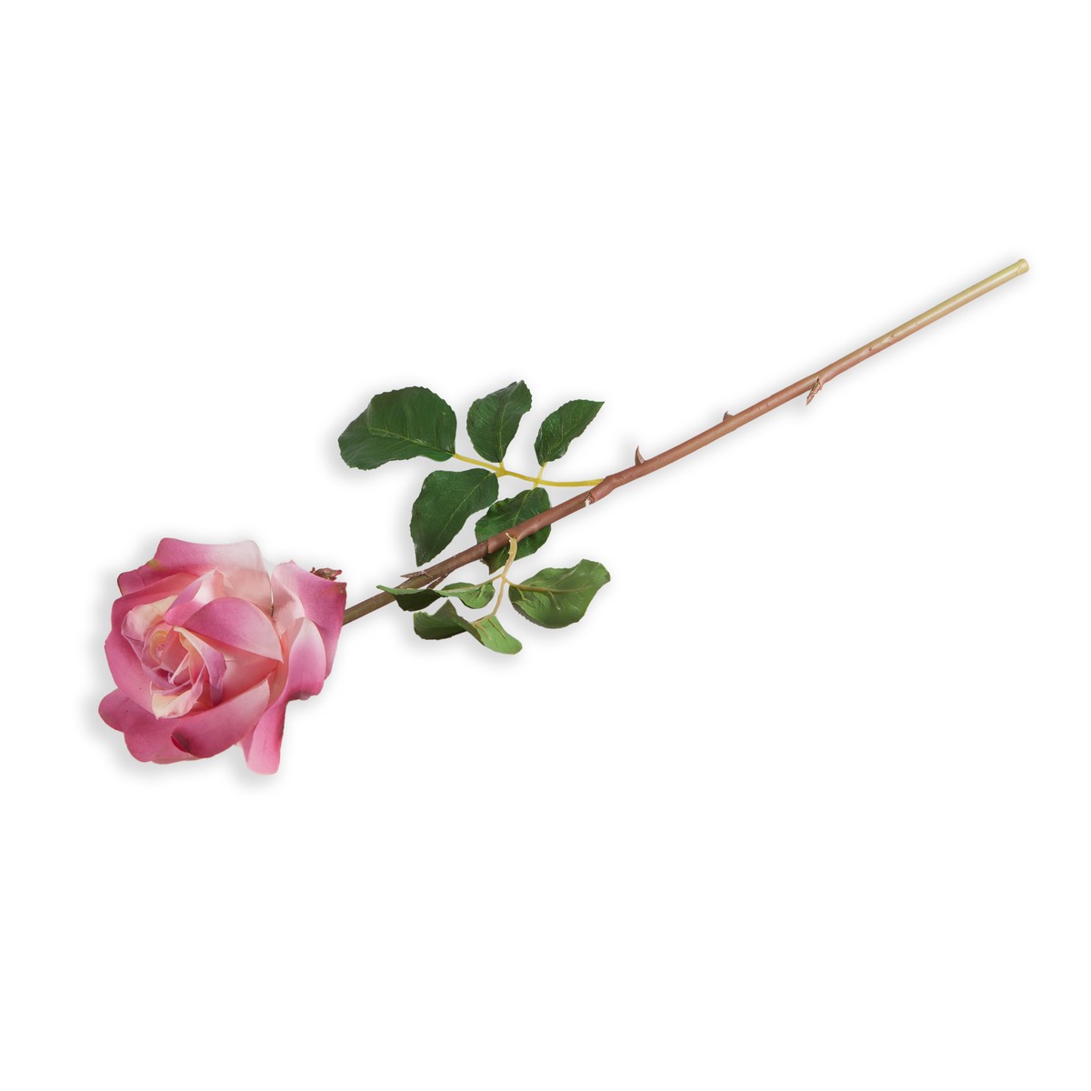   Rose de jardin Violet lilas 55cm