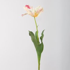 Schilliger Sélection  Tulipe Perroquet Blanc coquille d'œuf 75cm