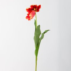 Schilliger Sélection  Tulipe Perroquet Orange 75cm